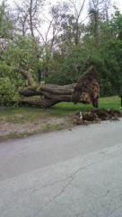 Sestala se je komisija za pridobitev predlogov za ureditev zelenice pred pošto v Sežani1